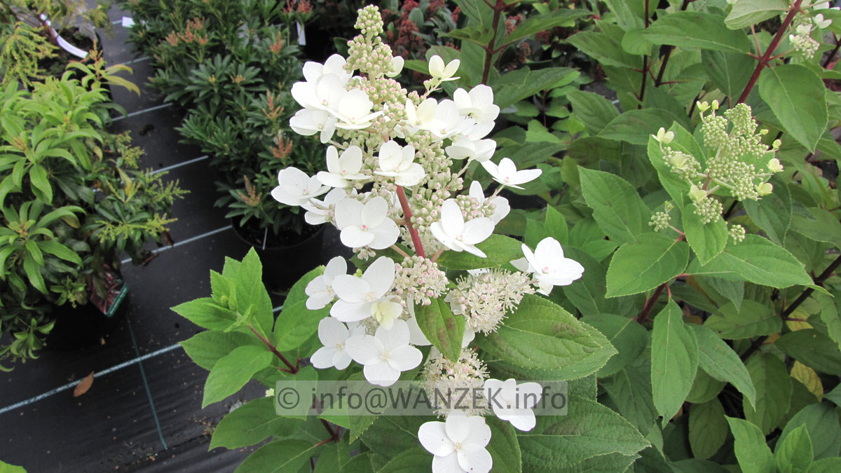 Hydrangea paniculata Unique 05.JPG
